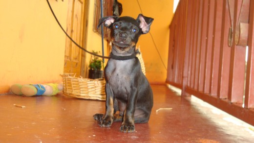 mi perro puppy posando para la foto.
es el consentido de la casa